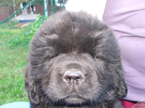 Фото: ньюфаундленд Plushevaya Panda Roskoshnaya Lady Diana (Плюшевая Панда Роскошная Леди Диана)