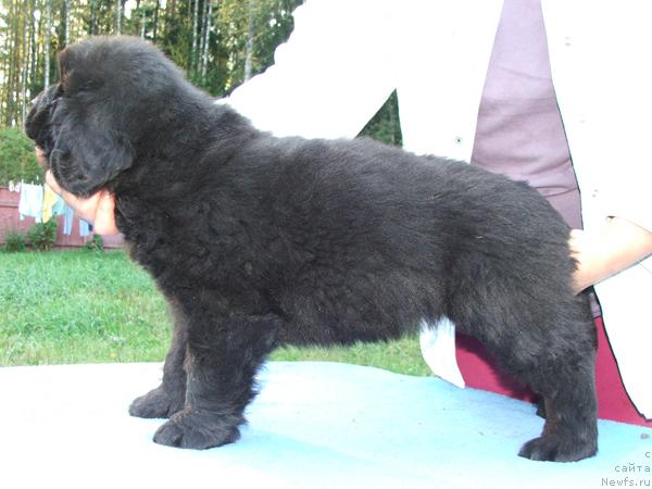 Фото: ньюфаундленд Plushevaya Panda Roskoshnaya Lady Diana (Плюшевая Панда Роскошная Леди Диана)
