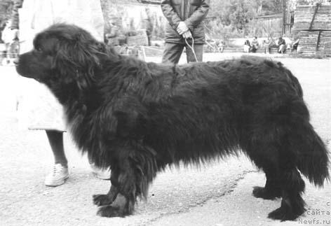 Фото: ньюфаундленд Rika Zhaness (Рика Жанесс)