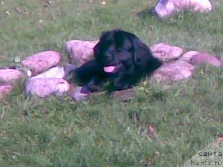 Фото: ньюфаундленд Prekrasnaya Neznakomka (Прекрасная Незнакомка)