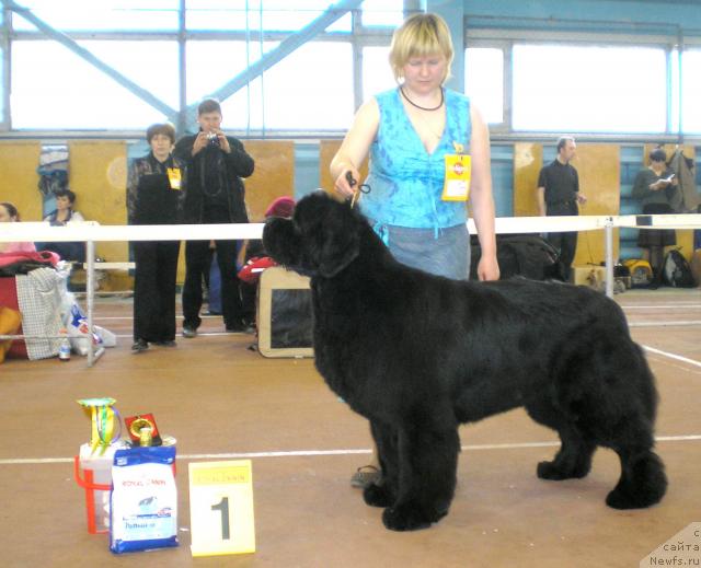 Фото: ньюфаундленд King of Helluland Viking, Tat'yana Abutova (Татьяна Абутова)