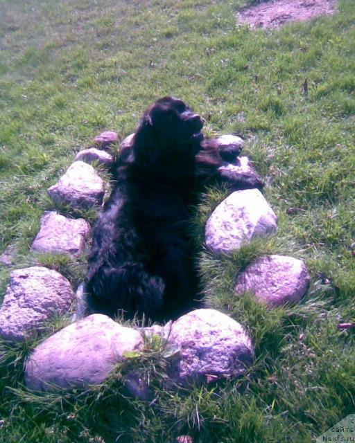 Фото: ньюфаундленд Prekrasnaya Neznakomka (Прекрасная Незнакомка)