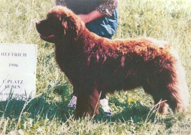 Фото: ньюфаундленд Egebaeks Indiana Jones