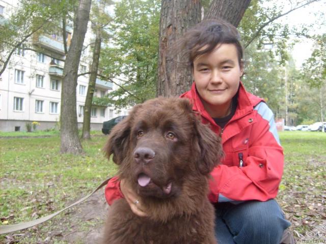 Фото: ньюфаундленд Fann'yuf Oksa-Dar (Фанньюф Окса-Дар), Ачитуева Дарима