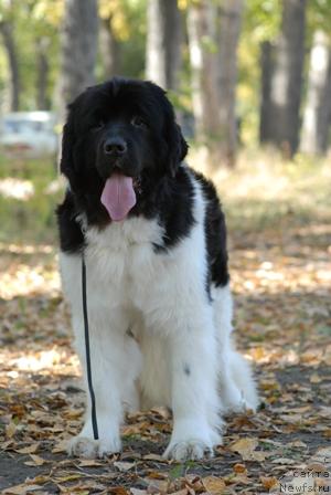 Фото: ньюфаундленд Chatkantarra Taro