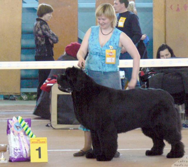 Фото: ньюфаундленд King of Helluland Viking, Tat'yana Abutova (Татьяна Абутова)
