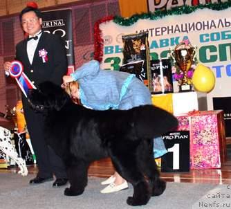 Фото: ньюфаундленд King of Helluland Viking, Tat'yana Abutova (Татьяна Абутова)