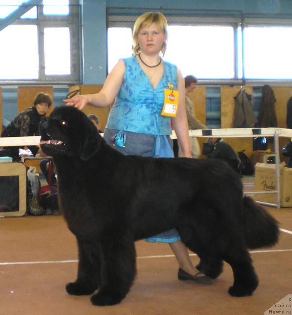 Фото: ньюфаундленд Armani Imperial (Армани Империал), Tat'yana Abutova (Татьяна Абутова)