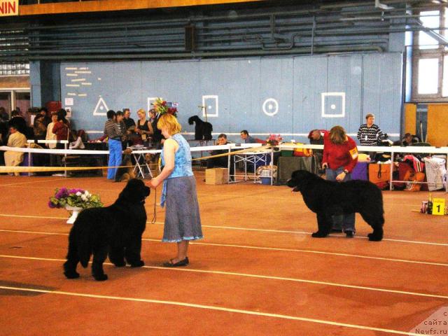 Фото: ньюфаундленд Aquatoriya Kelvin Geroinya Romana (Акватория Келвин Героиня Романа), ньюфаундленд Akvatoriya Kelvin Golubaya Laguna (Акватория Келвин Голубая Лагуна), Tat'yana Abutova (Татьяна Абутова), Elena Zayceva (Zamyatina) (Елена Зайцева (Замятина))