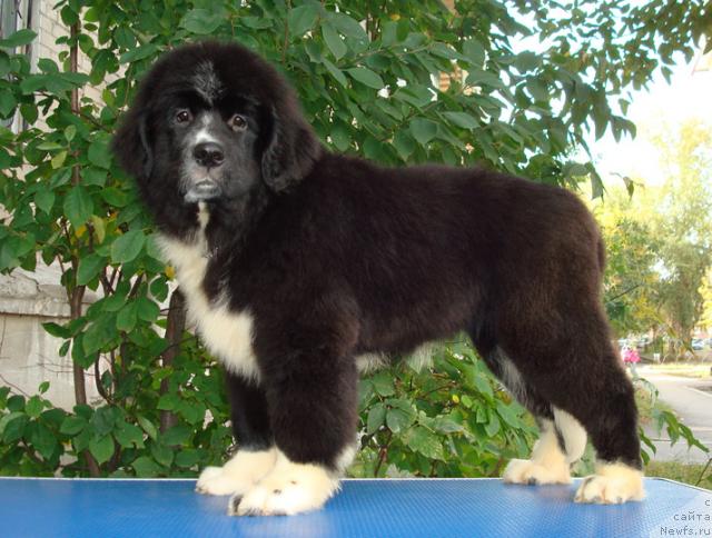 Фото: ньюфаундленд Mag Ispolin Lavina (Маг Исполин Лавина)