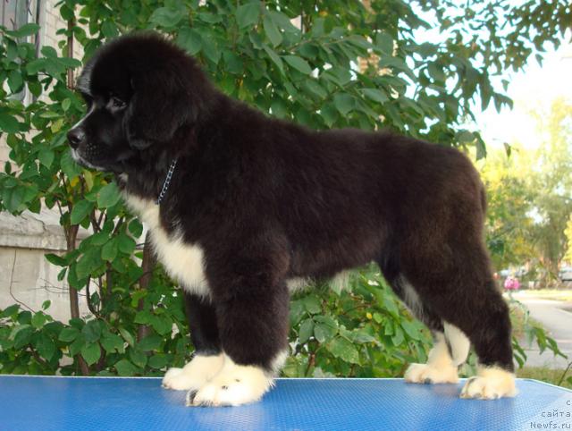 Фото: ньюфаундленд Mag Ispolin Lavina (Маг Исполин Лавина)