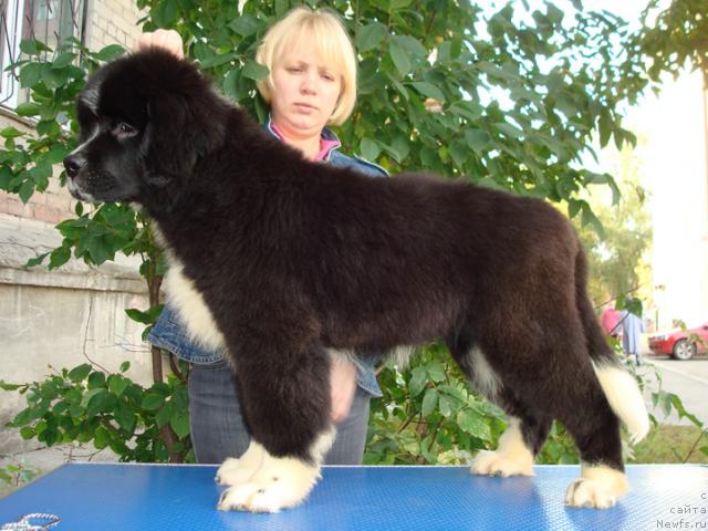 Фото: ньюфаундленд Mag Ispolin Lavina (Маг Исполин Лавина)