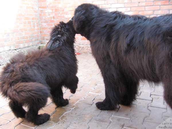 Фото: ньюфаундленд Ideal'nyiy Paren' s Berega Dona (Идеальный Парень с Берега Дона), ньюфаундленд Dunyasha s Berega Dona (Дуняша с Берега Дона)
