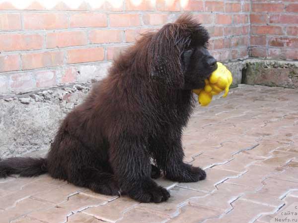 Фото: ньюфаундленд Ideal'nyiy Paren' s Berega Dona (Идеальный Парень с Берега Дона)