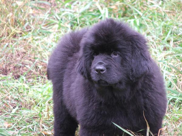 Фото: ньюфаундленд Plyushevaya Panda Rio-Rita (Плюшевая Панда Рио-Рита)