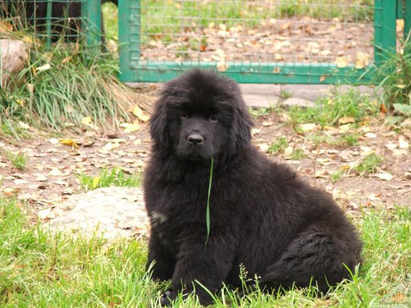 Фото: ньюфаундленд Plyushevaya Panda Rio-Rita (Плюшевая Панда Рио-Рита)