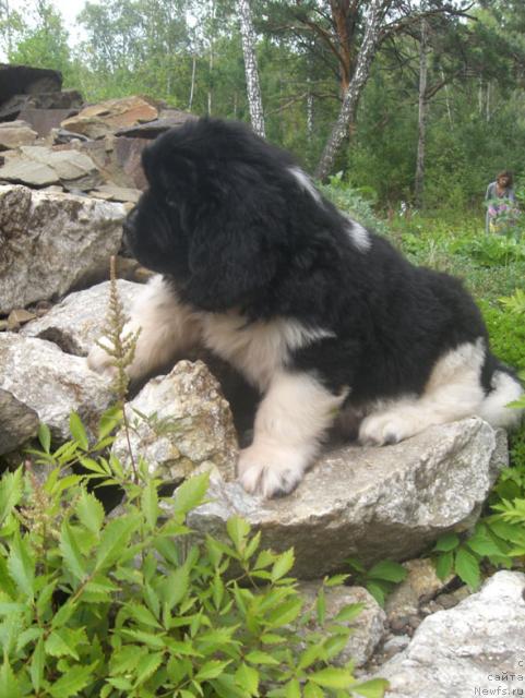 Фото: ньюфаундленд Mobi Dik iz Plemeni Kedra (Моби Дик из Племени Кедра)