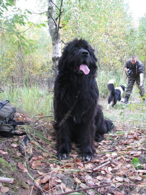 Фото: ньюфаундленд Sangriya (Сангрия)