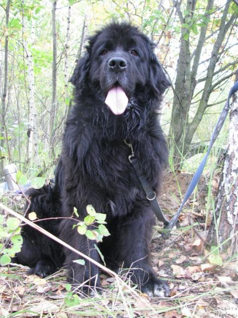 Фото: ньюфаундленд Sangriya (Сангрия)