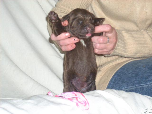 Фото: Сука розовая