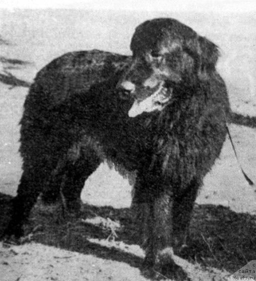 Фото: ньюфаундленд Laban (Лабан)