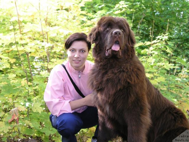 Фото: Svetlana Samarceva (Светлана Самарцева), ньюфаундленд Lesnaja Skazka Korolevskiy Medved (Лесная Сказка Королевский Медведь)