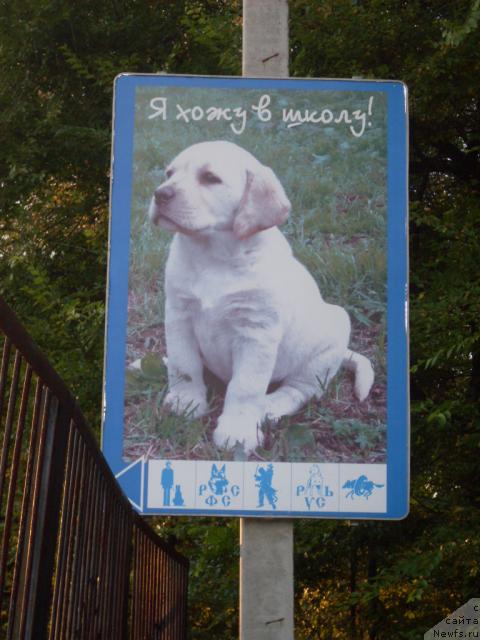 Фото: ньюфаундленд Avaddan (Аваддан)