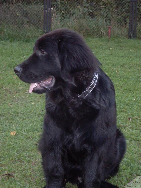 Фото: ньюфаундленд Avaddan (Аваддан)