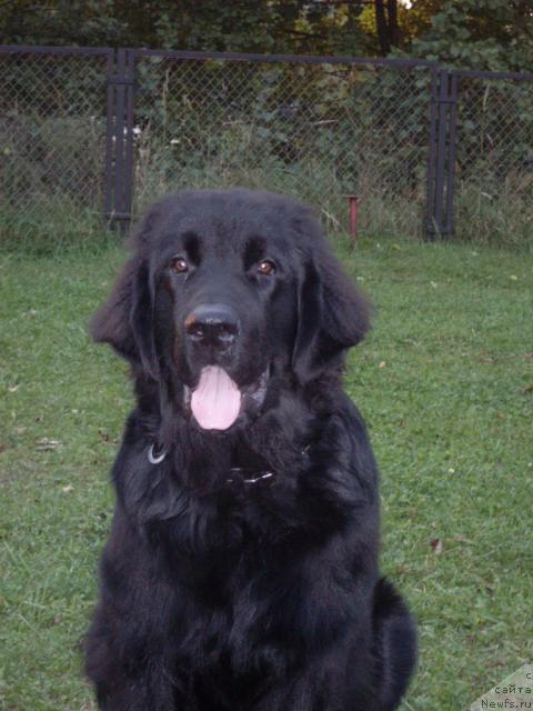 Фото: ньюфаундленд Avaddan (Аваддан)
