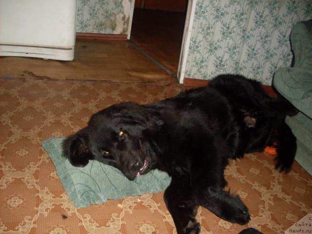 Фото: ньюфаундленд Avaddan (Аваддан)