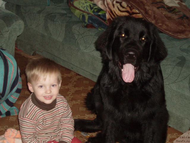 Фото: ньюфаундленд Avaddan (Аваддан)