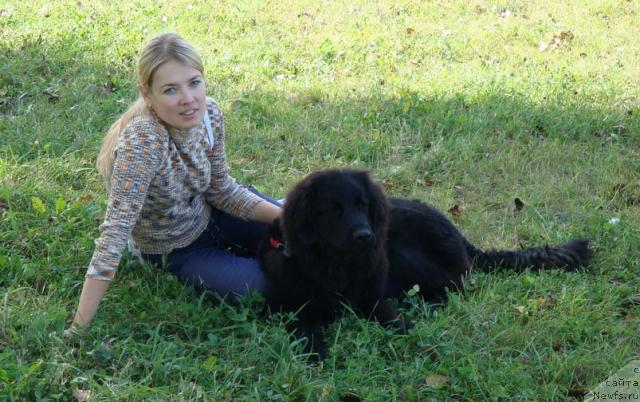 Фото: ньюфаундленд Lyubimaya Medvedica Moya (Любимая Медведица Моя), Irina Kez (Ирина Кез)