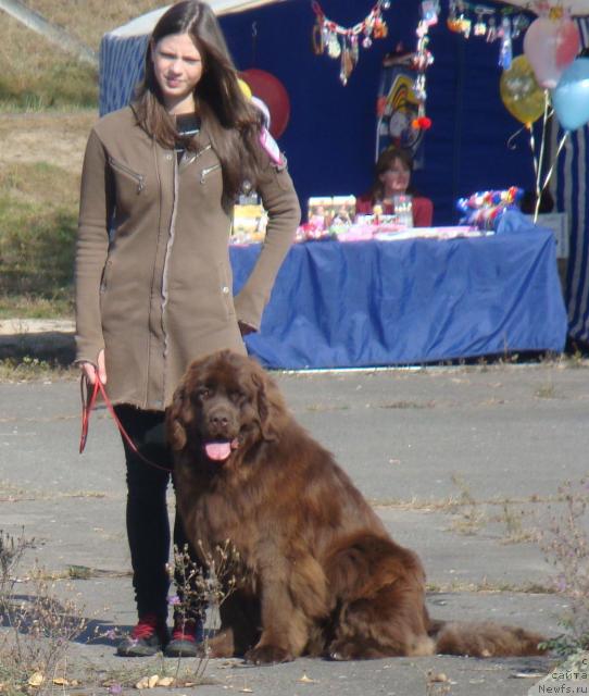Фото: ньюфаундленд Dol'che Vita (Дольче Вита)