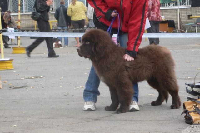 Фото: ньюфаундленд Syemuyel' Morskoy Princ (Сэмуэль Морской Принц)