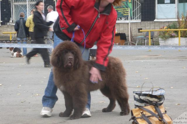Фото: ньюфаундленд Syemuyel' Morskoy Princ (Сэмуэль Морской Принц)