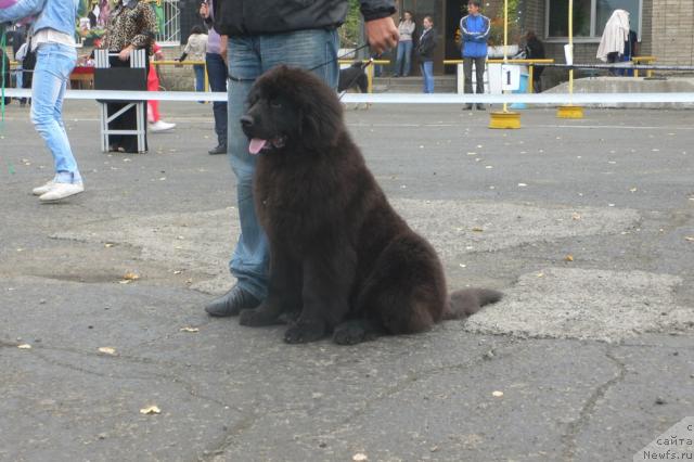 Фото: ньюфаундленд Serafima Skazochnaya Feya (Серафима Сказочная Фея)