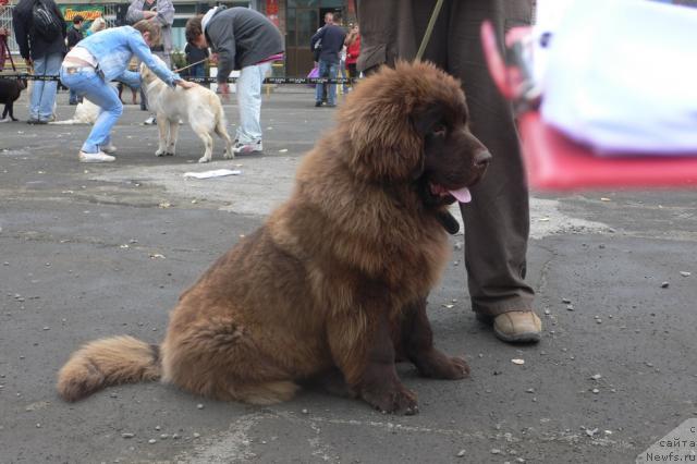 Фото: ньюфаундленд Sindbad Morehod (Синдбад Мореход)