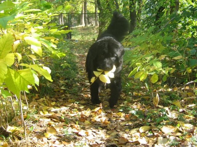 Фото: ньюфаундленд Jenev'ev Garni Ledyen (Женевьев Гарни Ледэн)