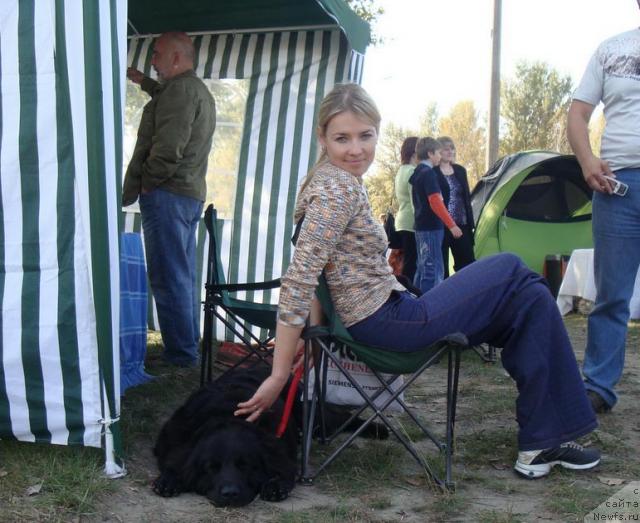 Фото: ньюфаундленд Lyubimaya Medvedica Moya (Любимая Медведица Моя), Irina Kez (Ирина Кез)