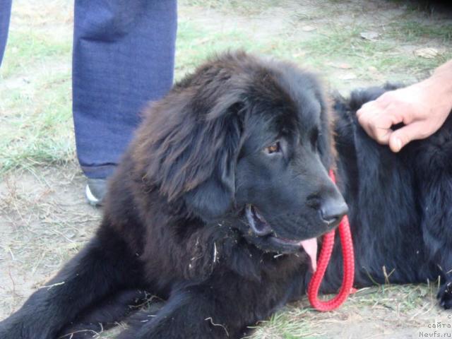Фото: ньюфаундленд Lyubimaya Medvedica Moya (Любимая Медведица Моя)