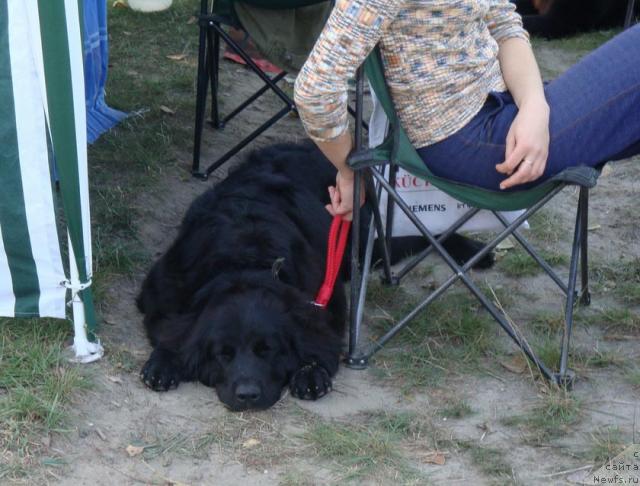 Фото: ньюфаундленд Lyubimaya Medvedica Moya (Любимая Медведица Моя)