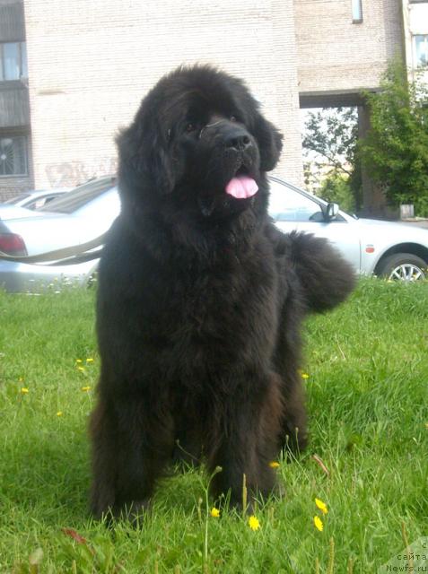 Фото: ньюфаундленд Beguschaya po Volnam Vyisshaya Liga (Бегущая по Волнам Высшая Лига)