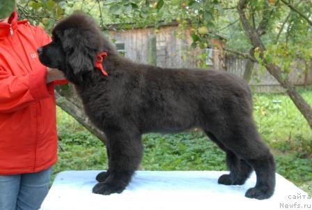 Фото: ньюфаундленд Sent Djons Sabina Mistical (Сент Джонс Сабина Мистикал)