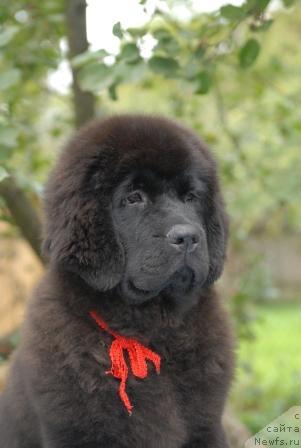 Фото: ньюфаундленд Sent Djons Sabina Mistical (Сент Джонс Сабина Мистикал)