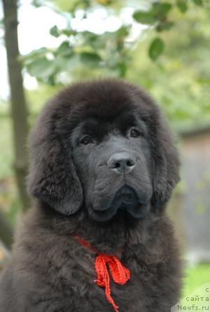 Фото: ньюфаундленд Sent Djons Sabina Mistical (Сент Джонс Сабина Мистикал)