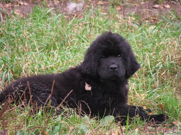 Фото: ньюфаундленд Plyushevaya Panda Roz-Mari (Плюшевая Панда Роз-Мари)