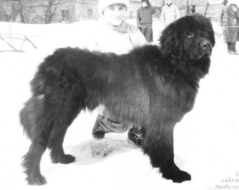 Фото: ньюфаундленд Katarina Ros of Layf Seyver (Катарина Рос оф Лайф Сейвер)