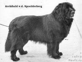 Фото: ньюфаундленд Archibald van de Spoolderberg