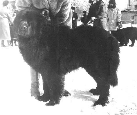 Фото: ньюфаундленд If Styuart Bagji of Layf Seyver (Иф Стюарт Багжи оф Лайф Сейвер)