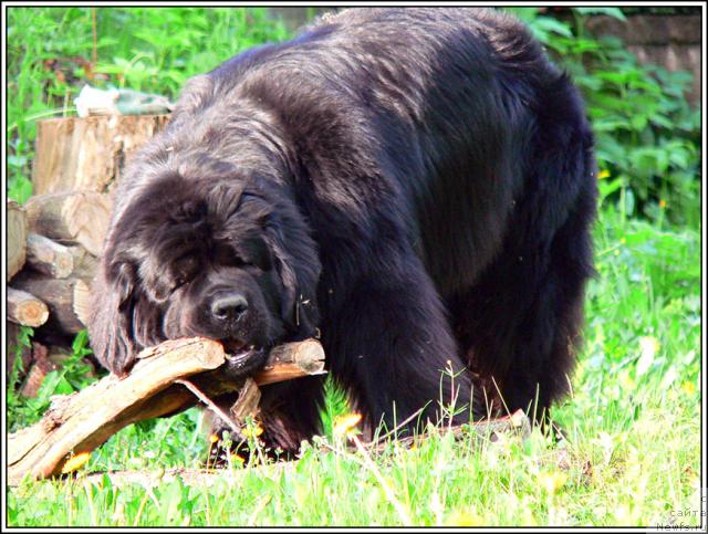 Фото: ньюфаундленд Severtan Rotmistr (Севертан Ротмистр)